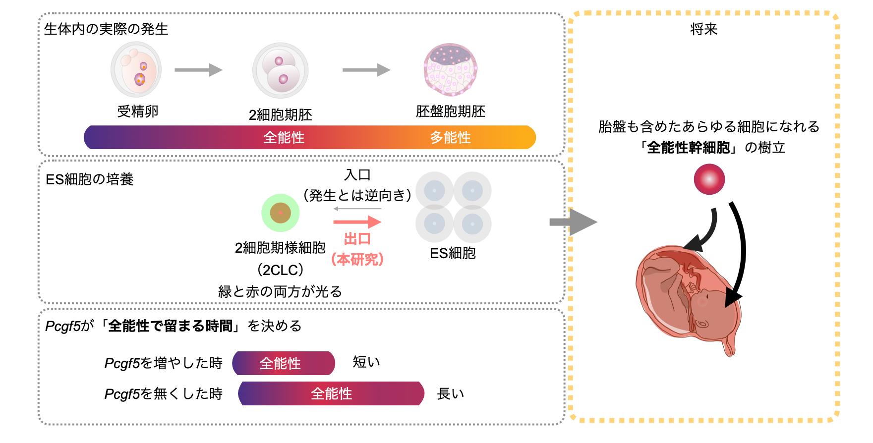 図１
