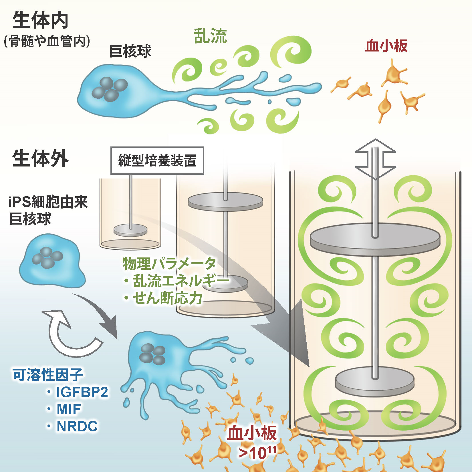 乱流が臨床レベルの大量の血小板作製を可能にする