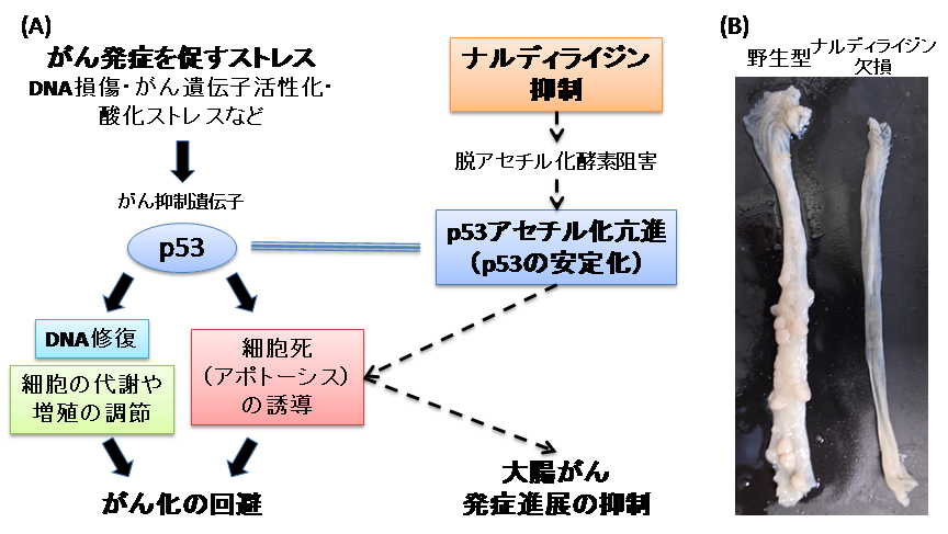 図　ナルディライジンは、HDAC1/p53依存性の転写調節を介して腸の腫瘍形成を制御する