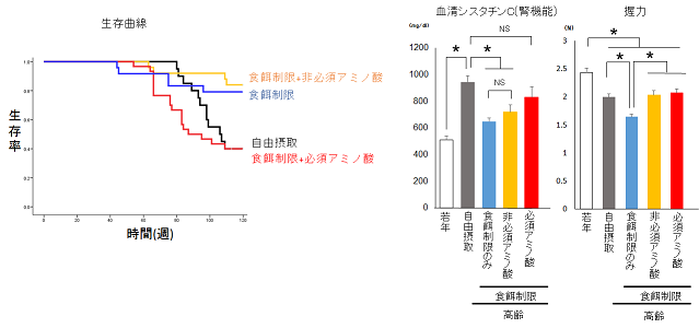 食事に含まれるアミノ酸の役割――食事制限下におけるマウスの寿命・腎機能・筋力への影響