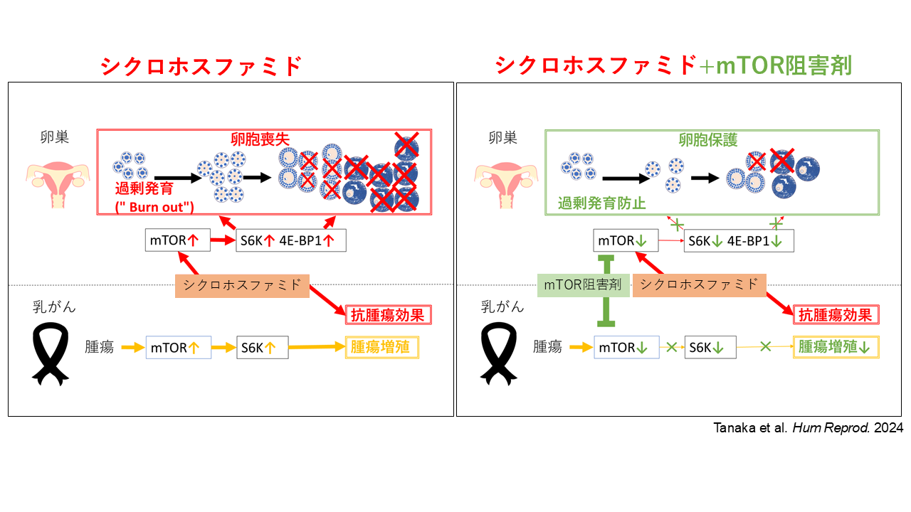 図２