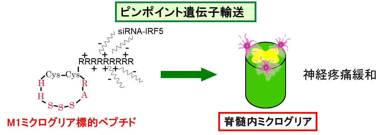 ミクログリア標的ペプチドを用いた核酸輸送技術による神経因性疼痛の新規遺伝子治療