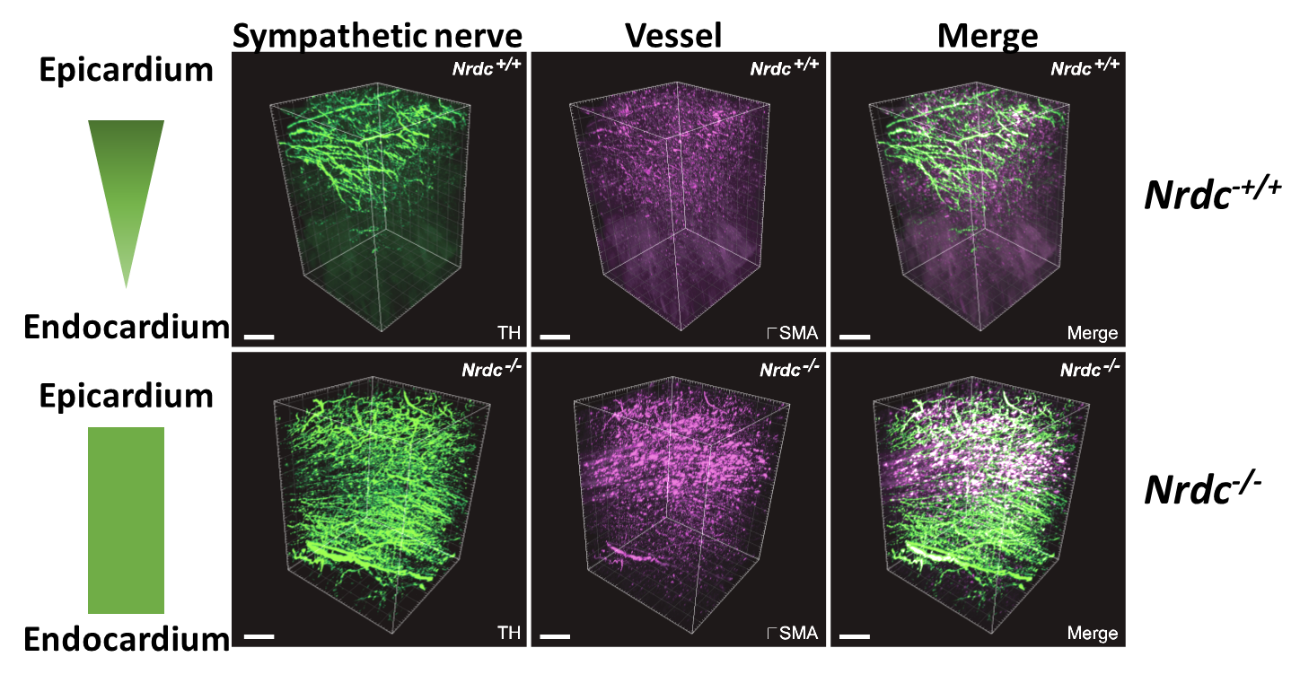 Nrdc-/-は交感神経分布異常を呈する：野生型マウスの左心室では交感神経の分布が心外膜＞心内膜と極性を示し、血管の走行と一致するのに対し、Nrdc-/-ではその極性が消失し血管の走行とも一致しない。（Epicardium; 心外膜側、Endocardium; 心内膜側、Sympathetic nerve; 交感神経、Vessel; 血管、Merge;二つを重ね合わせた像）
