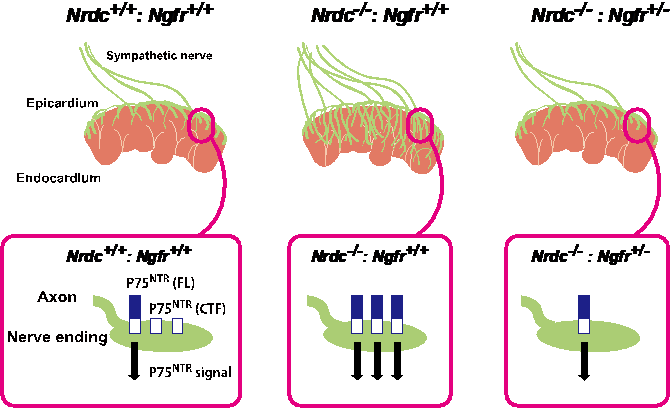 （図２）NRDCは交感神経に発現するp75<sup>NTR</sup> (Ngfr) の切断を介して心臓への分布を制御する。FL: 全長型、CTF: 切断型