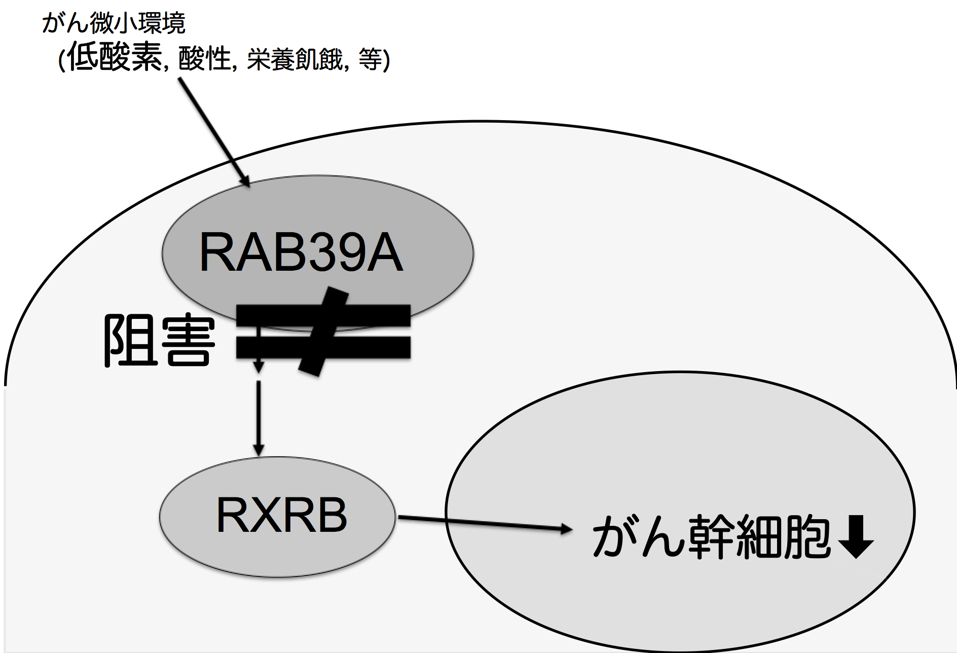 がん幹細胞を標的化、駆除する分子を新規同定