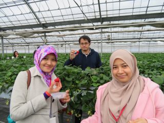 Strawberry Picking